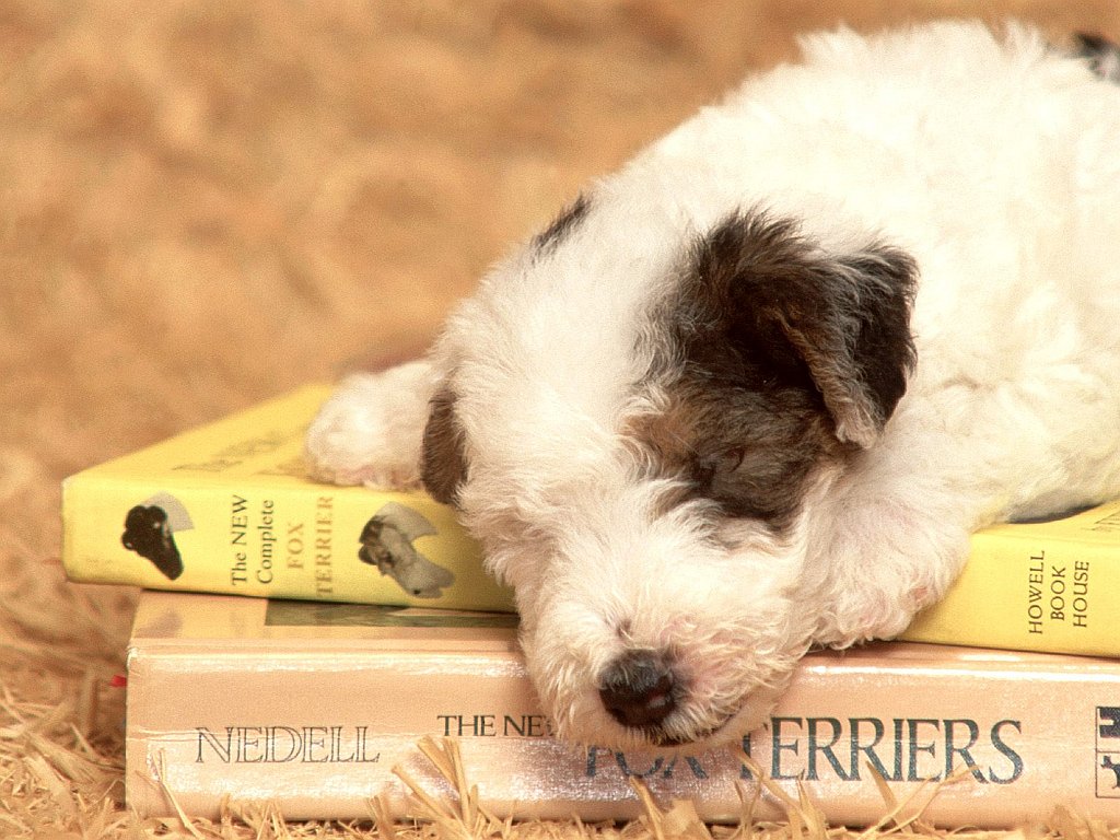 Clancy, Wirehaired Fox Terrier